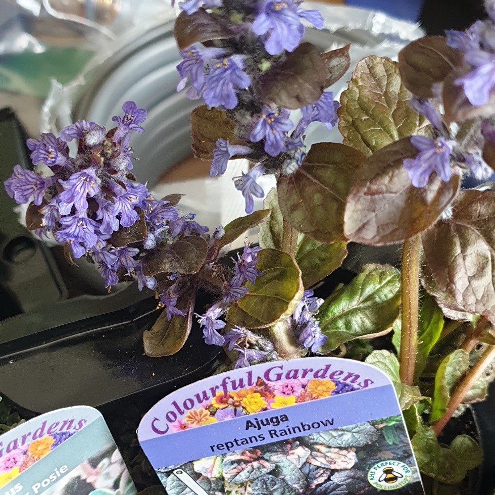 Ajuga reptans Multicolor syn. Ajuga reptans Rainbow in the GardenTags plant encyclopedia Bugle Rainbow in the GardenTags plant encyclopedia