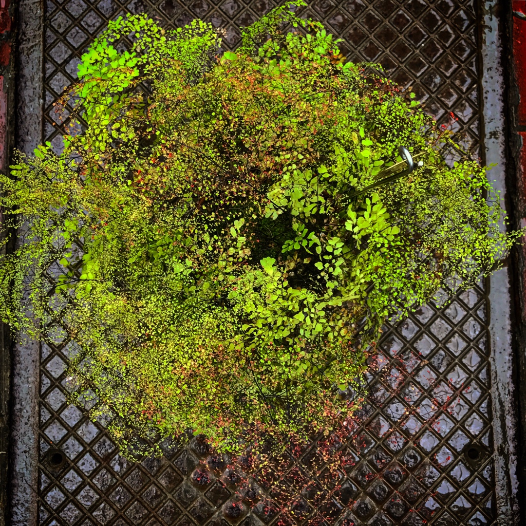 Adiantum Raddianum micropinnulum in the GardenTags plant encyclopedia Delta Maidenhair Fern in the GardenTags plant encyclopedia