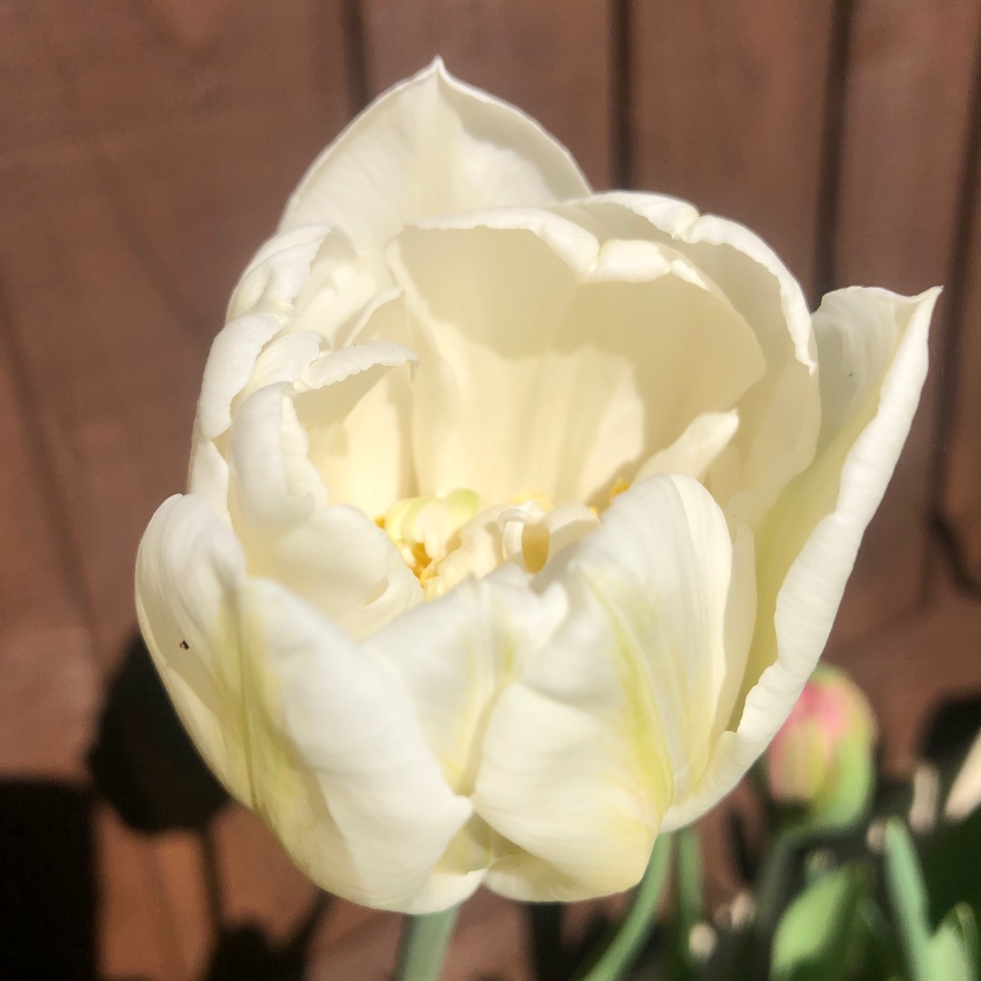 Tulipa Mount Tacoma in the GardenTags plant encyclopedia Tulip Mount Tacoma (Double Late) in the GardenTags plant encyclopedia