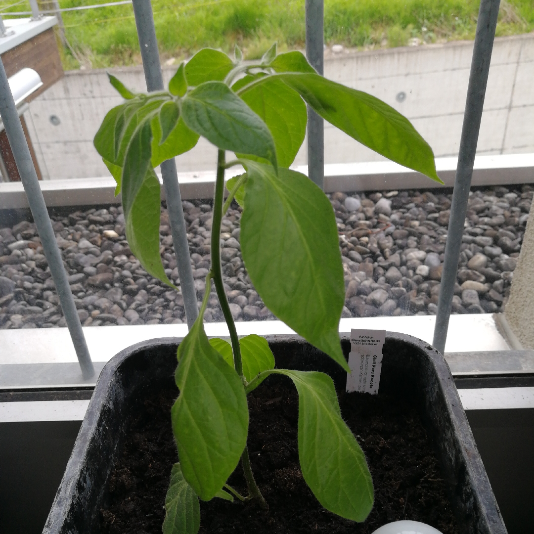 Capsicum pubescens in the GardenTags plant encyclopedia Peru Rocoto Chilli in the GardenTags plant encyclopedia