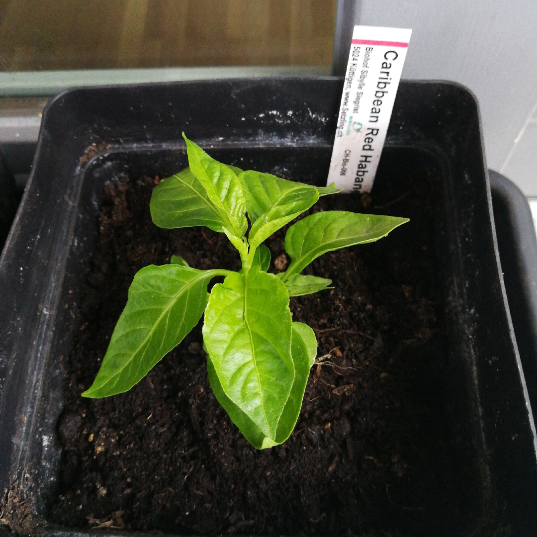 Capsicum chinensis Caribbean Red Habanero in the GardenTags plant encyclopedia Chilli Pepper Caribbean Red Habanero in the GardenTags plant encyclopedia