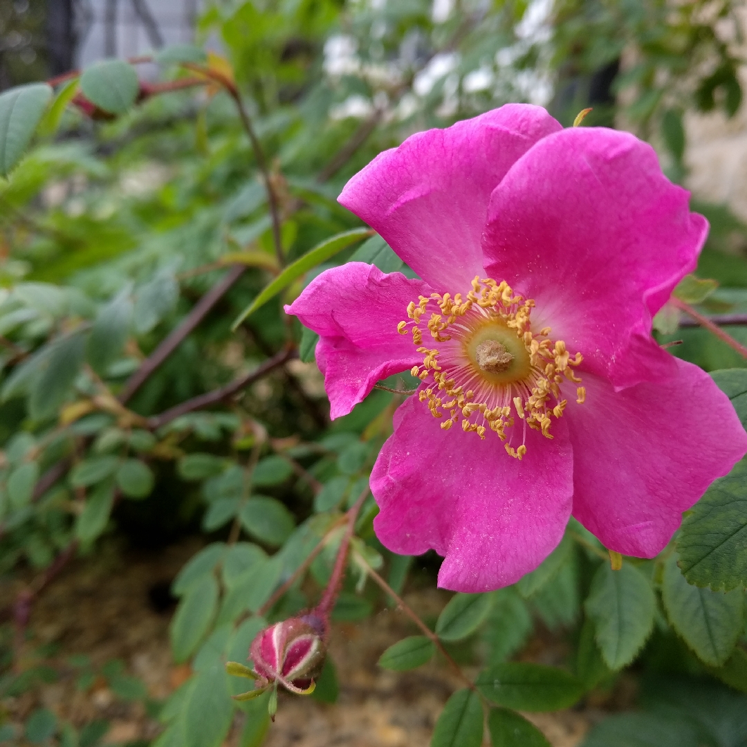 Rosa macrophylla Doncasterii in the GardenTags plant encyclopedia Rose doncasterii in the GardenTags plant encyclopedia