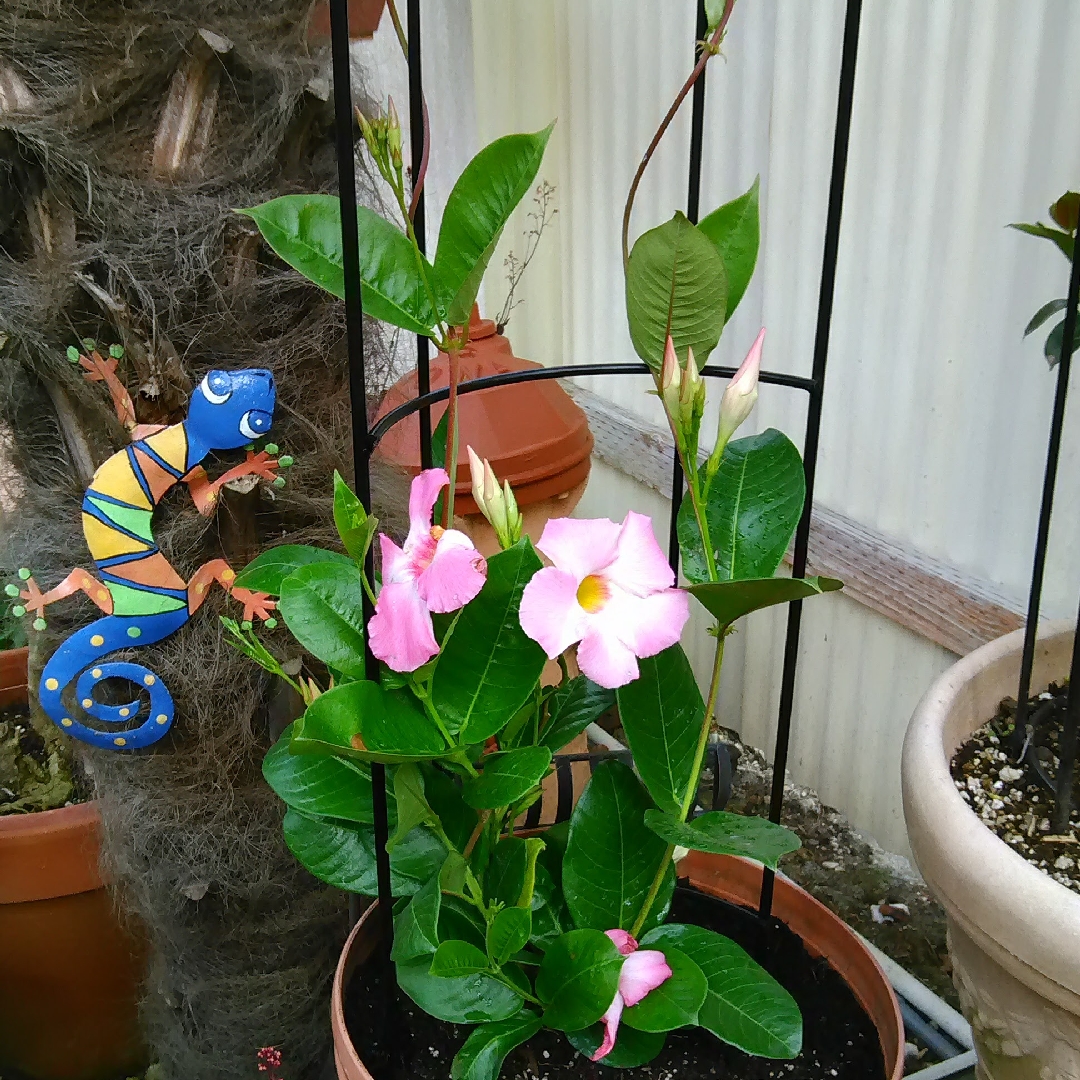 Mandevilla Sunmandecos syn. Mandevilla Sun Parasol Giant Pink, Mandevilla Sundaville Cosmos Pink in the GardenTags plant encyclopedia Mandevilla Sun Parasol Giant Pink in the GardenTags plant encyclopedia