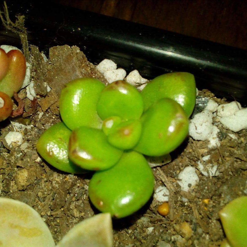 Sedum Lucidum Obesum in the GardenTags plant encyclopedia Sedum Giant Jelly Bean in the GardenTags plant encyclopedia