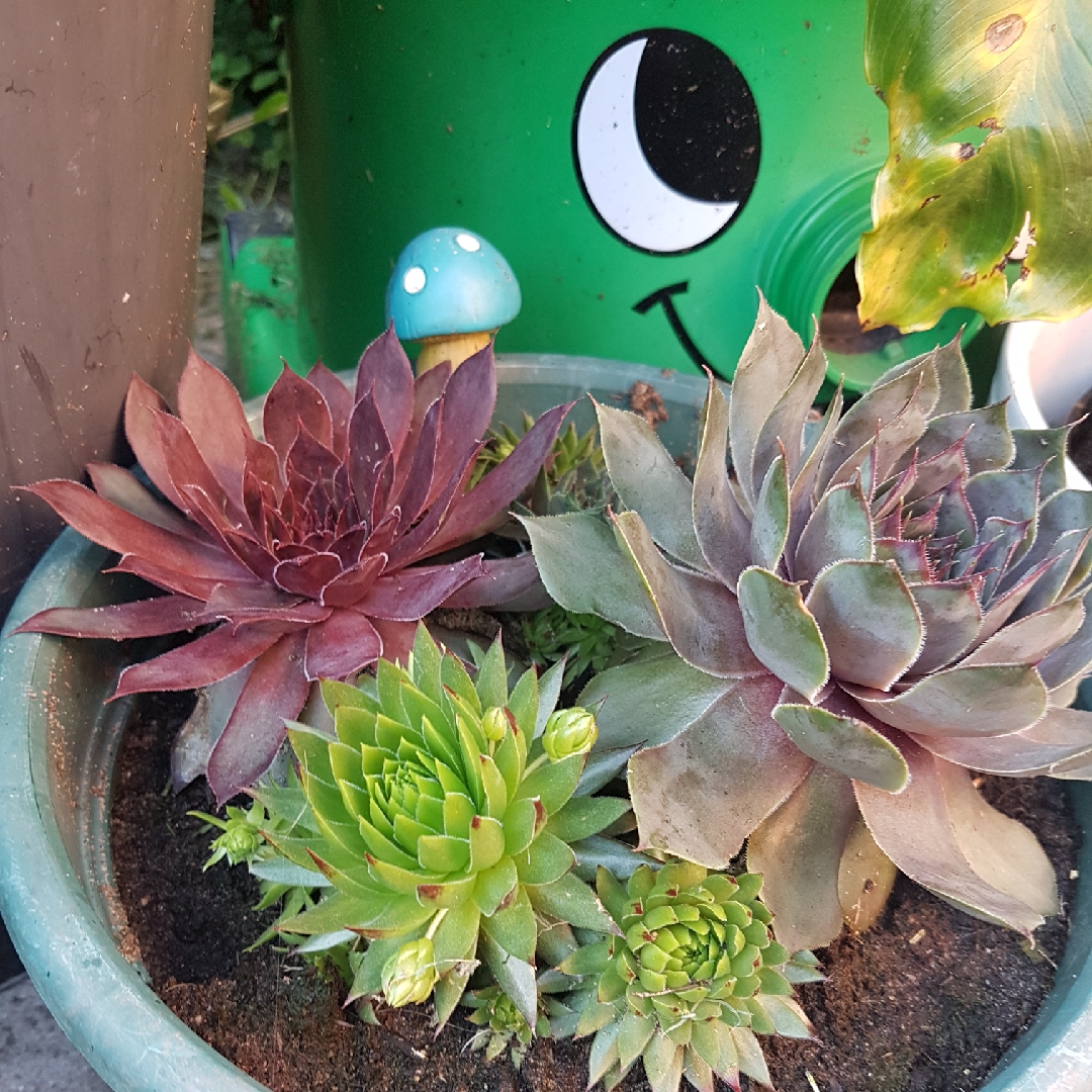Sempervivum Ruthenicum in the GardenTags plant encyclopedia Sempervivum Ruthenicum in the GardenTags plant encyclopedia
