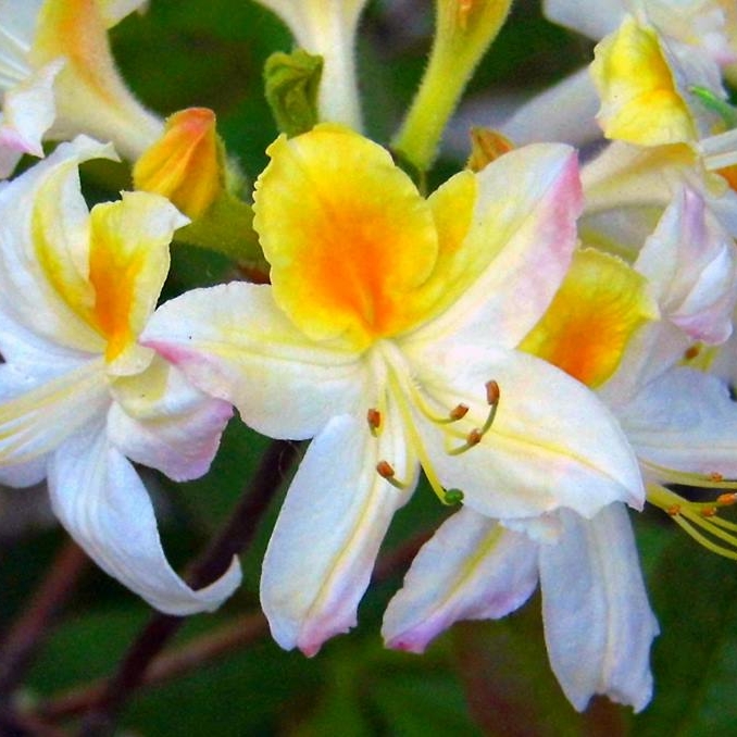 Rhododendron Northern Hi-lights in the GardenTags plant encyclopedia Azalea Northern Hi-lights in the GardenTags plant encyclopedia