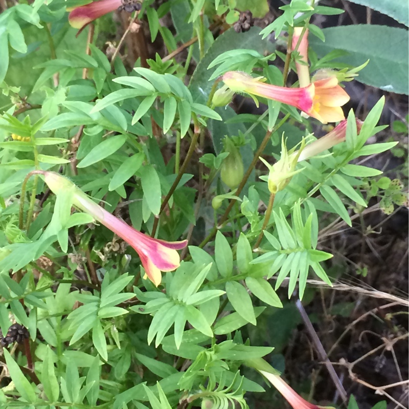 Polemonium pauciflorum in the GardenTags plant encyclopedia Yellow Jacobs ladder in the GardenTags plant encyclopedia
