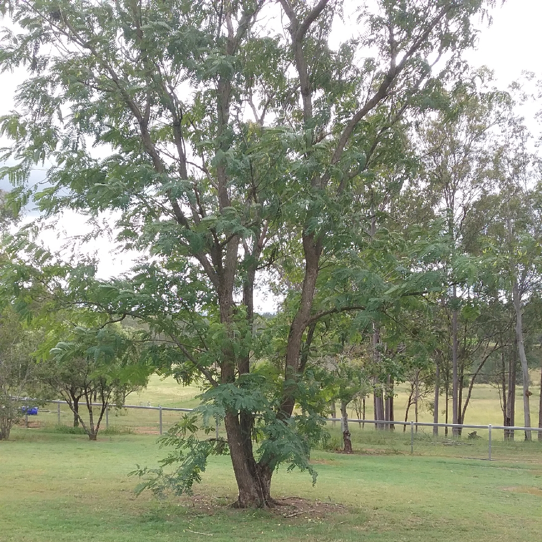 Tipuana Tipu in the GardenTags plant encyclopedia Racehorse Tree in the GardenTags plant encyclopedia
