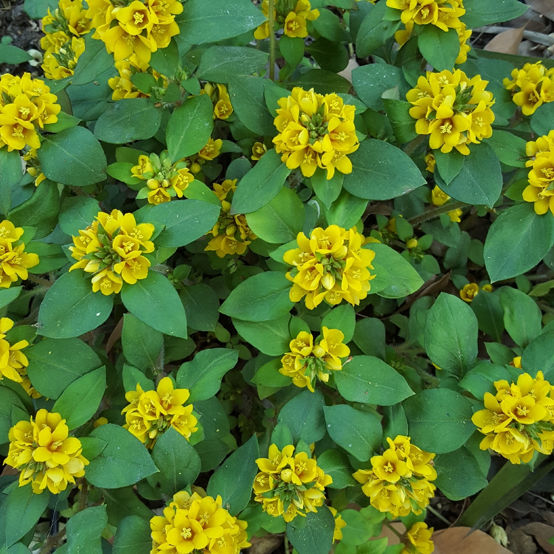 Lysimachia congestiflora in the GardenTags plant encyclopedia Dense-flowered loosestrife in the GardenTags plant encyclopedia