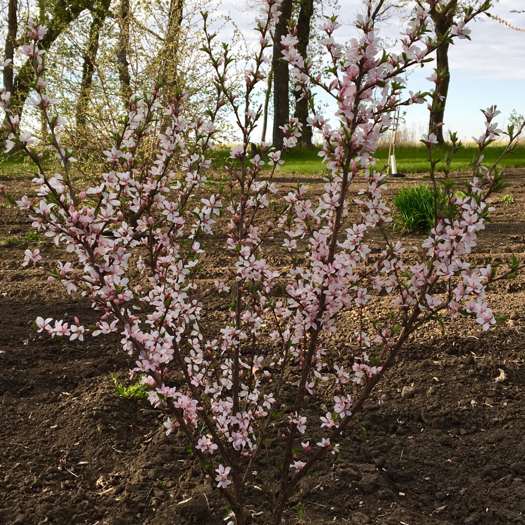 Prunus tomentosa Nanking in the GardenTags plant encyclopedia Nanking Cherry in the GardenTags plant encyclopedia
