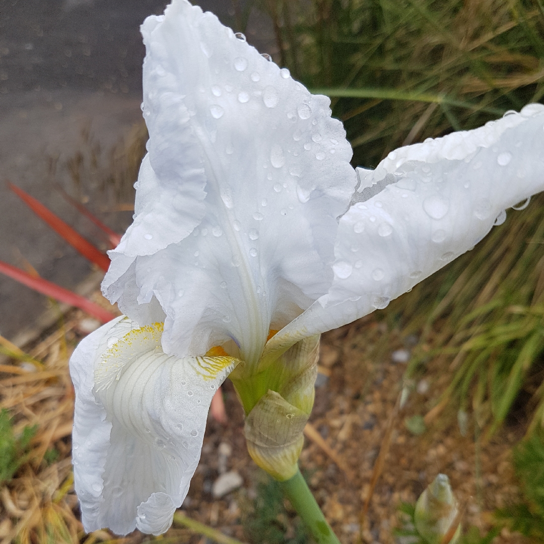 Iris x germanica Cliffs Of Dover in the GardenTags plant encyclopedia Bearded Iris Cliffs Of Dover (Tall) in the GardenTags plant encyclopedia