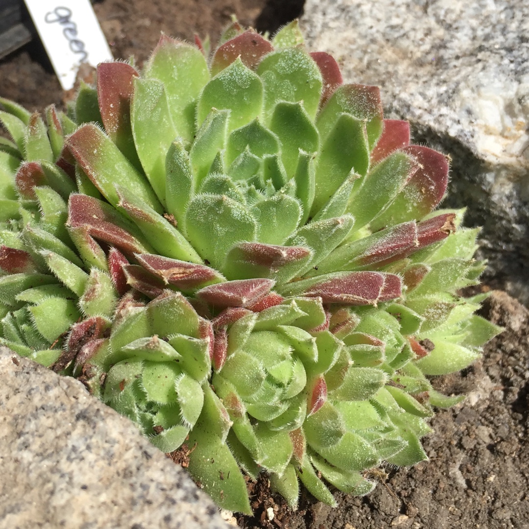 Sempervivum Standard Green, Sempervivum 'Standard Green' in GardenTags ...