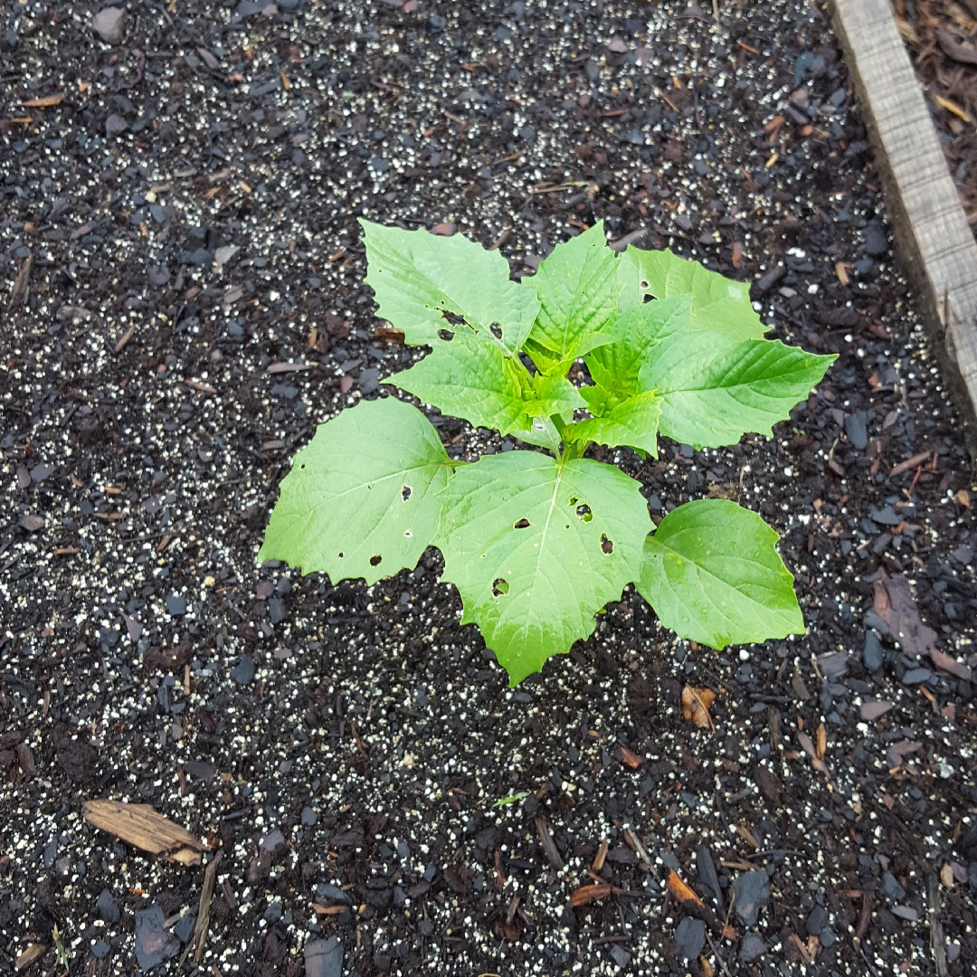 Physalis philadelphica Verde in the GardenTags plant encyclopedia Tomatillo Verde in the GardenTags plant encyclopedia