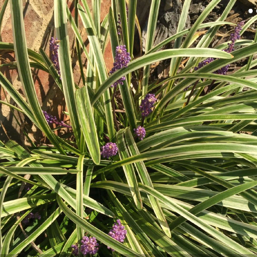 Liriope muscari Silvery Sunproof in the GardenTags plant encyclopedia Lilyturf Silvery Sunproof in the GardenTags plant encyclopedia