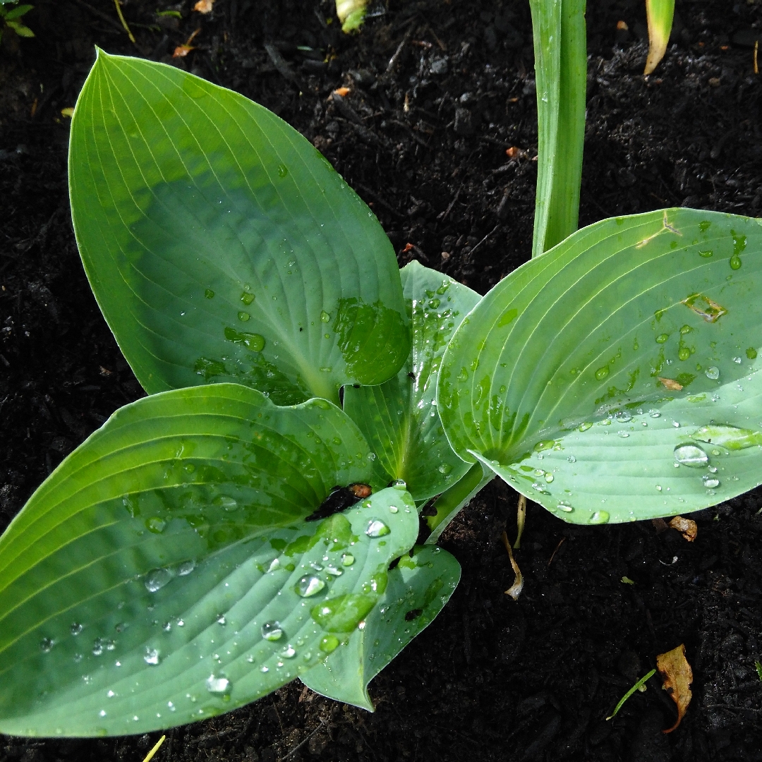 Hosta Big Daddy in the GardenTags plant encyclopedia Plantain Lily Big Daddy in the GardenTags plant encyclopedia