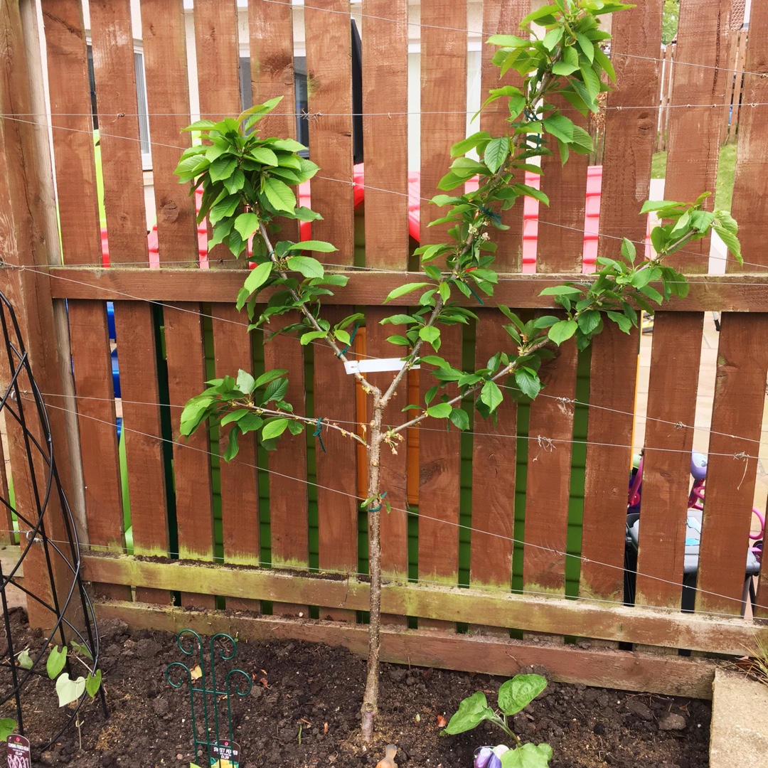 Prunus avium Penny in the GardenTags plant encyclopedia Cherry Tree Penny in the GardenTags plant encyclopedia