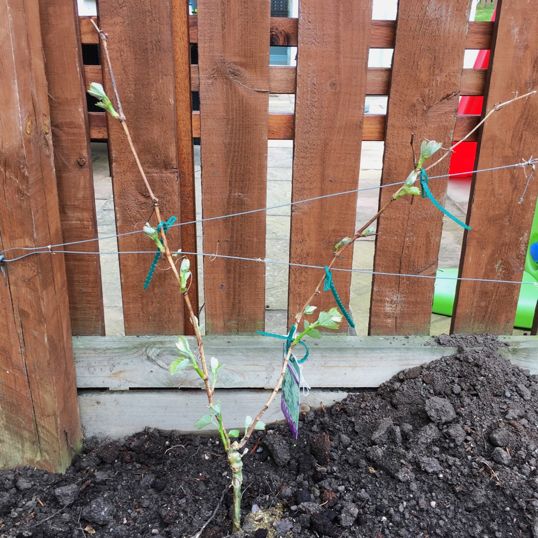 Vitis vinifera Pinot Blanc in the GardenTags plant encyclopedia Grape Vine Pinot Blanc in the GardenTags plant encyclopedia
