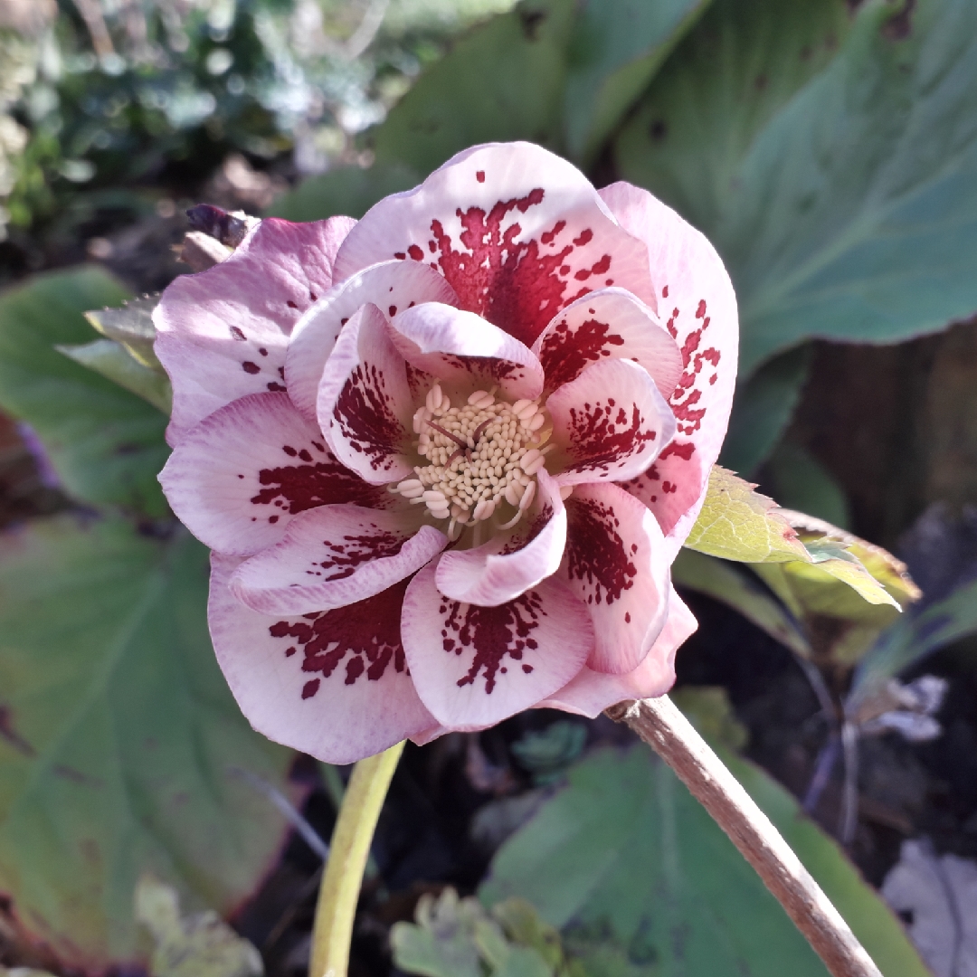 Helleborus x hybridus Double Ellen Pink Spotted (Double Ellen Series) in the GardenTags plant encyclopedia Hellebore Double Ellen Pink Spotted in the GardenTags plant encyclopedia