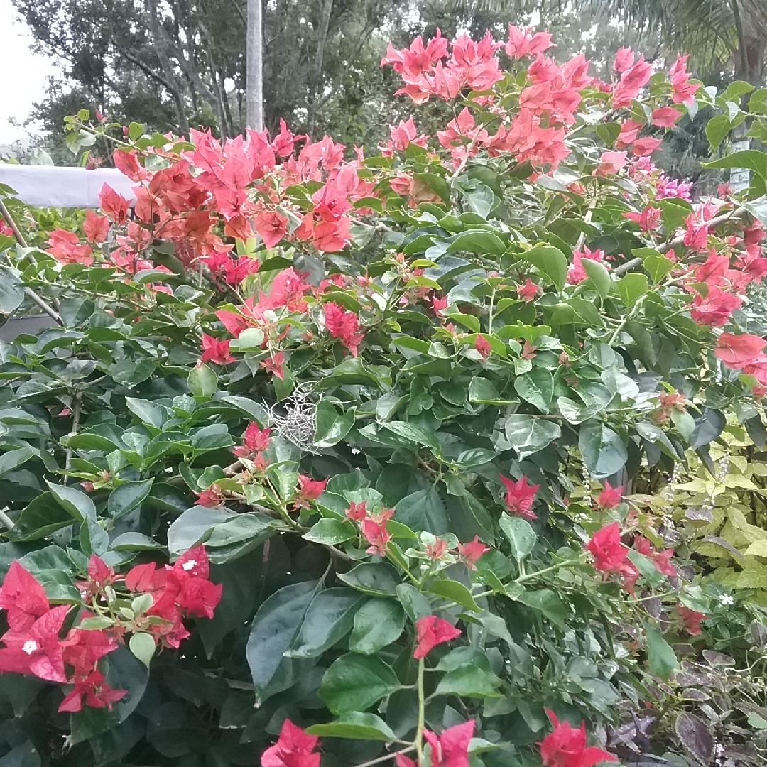 Bougainvillea Bambino Pedro in the GardenTags plant encyclopedia Dwarf Bougainvillea Bambino Pedro in the GardenTags plant encyclopedia