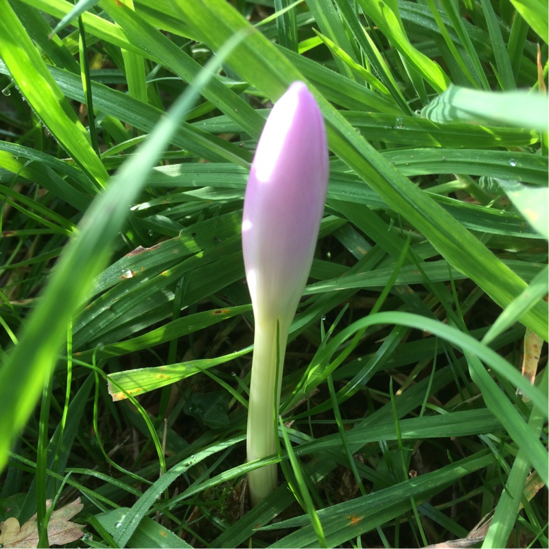 Colchicum Dick Trotter in the GardenTags plant encyclopedia Autumn crocus Dick Trotter in the GardenTags plant encyclopedia