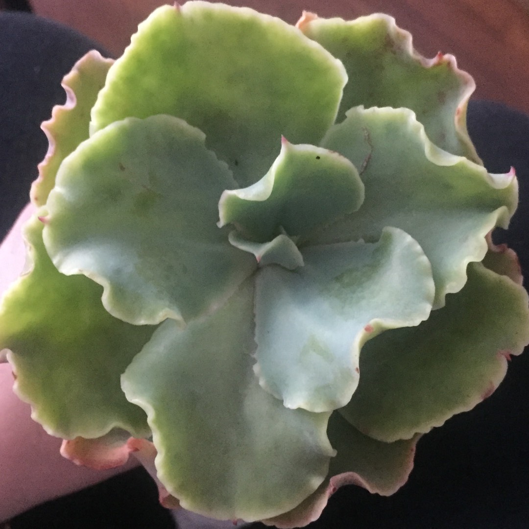Echeveria Blondie in the GardenTags plant encyclopedia Echeveria Blondie in the GardenTags plant encyclopedia
