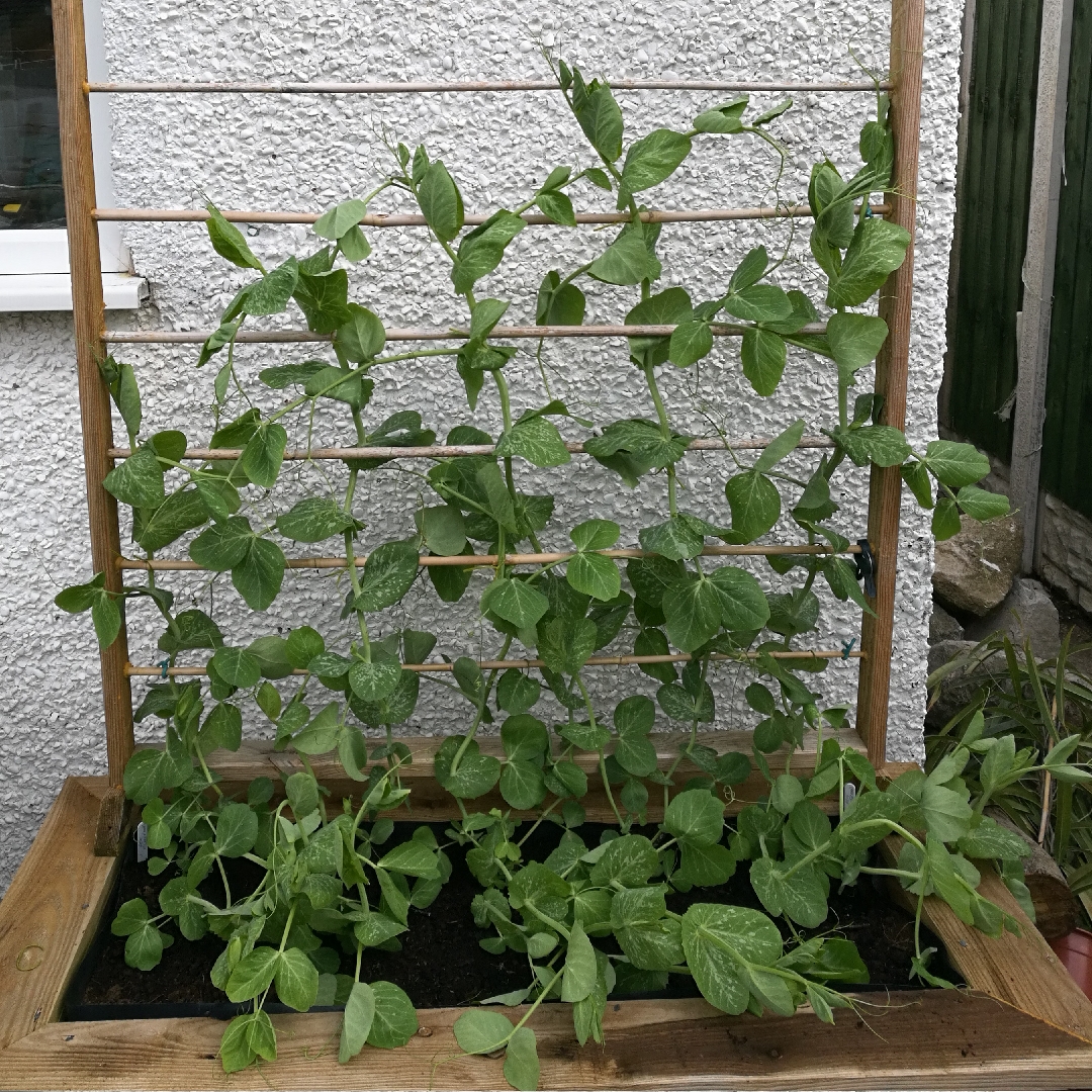 Pisum Sativum Alderman in the GardenTags plant encyclopedia Pea Alderman in the GardenTags plant encyclopedia