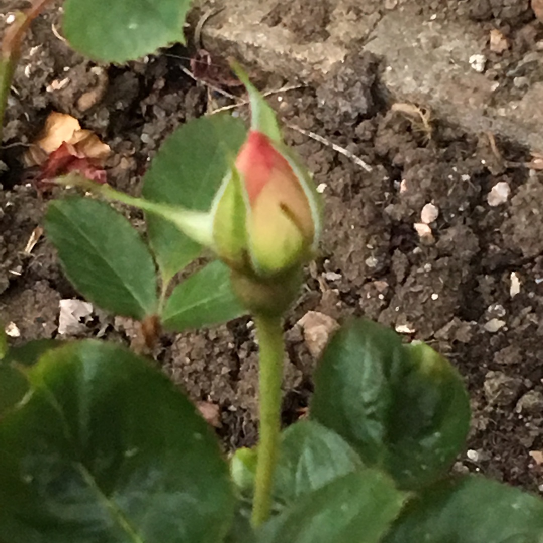 Rosa Sandhills Violet in the GardenTags plant encyclopedia Rose Sandhills Violet in the GardenTags plant encyclopedia