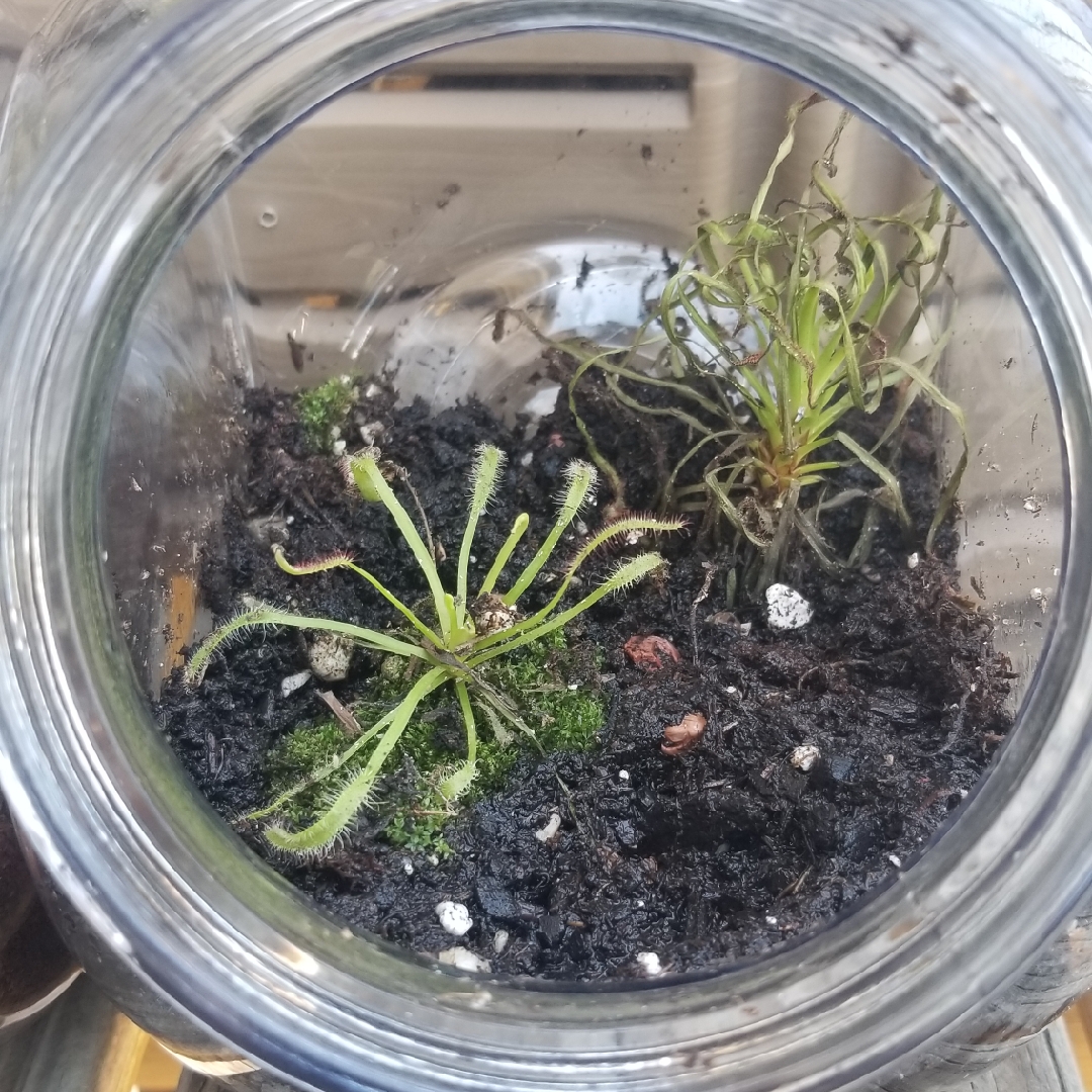 Drosera Anglica in the GardenTags plant encyclopedia Sundew in the GardenTags plant encyclopedia