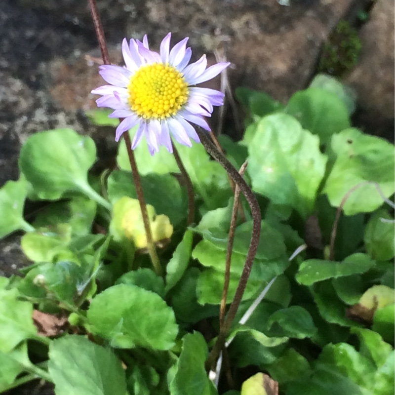 Bellis caerulescens syn. Bellis rotundifolia subsp. caerulescens in the GardenTags plant encyclopedia White flowered Blue Daisy in the GardenTags plant encyclopedia