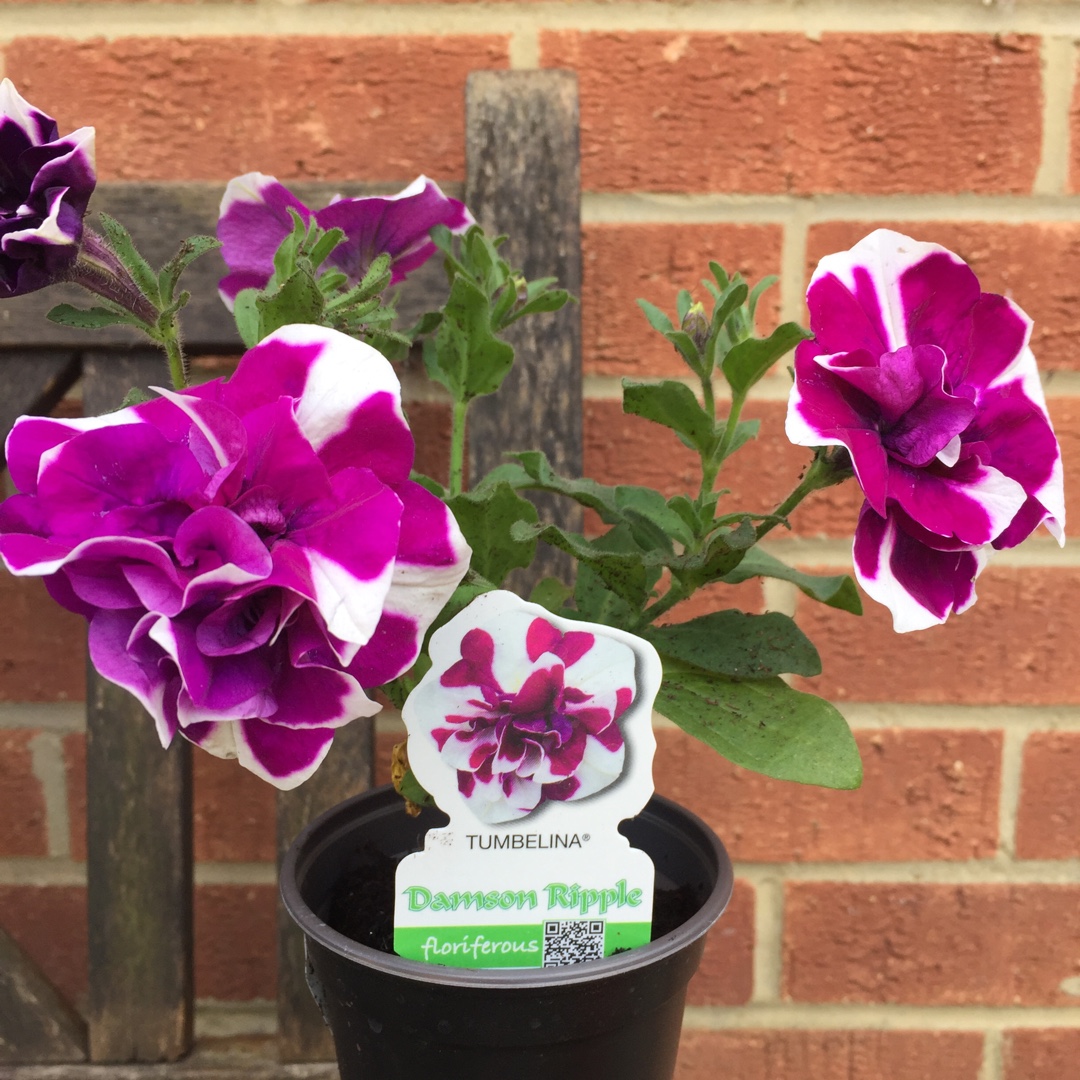 Petunia tumbelina Damson Ripple in the GardenTags plant encyclopedia Petunia Damson Ripple in the GardenTags plant encyclopedia
