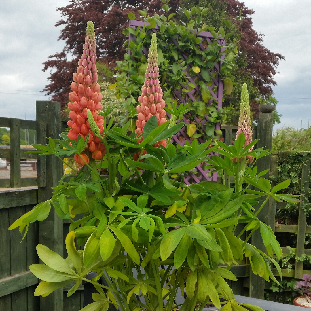 Lupinus Terracotta in the GardenTags plant encyclopedia Lupin Terracotta in the GardenTags plant encyclopedia