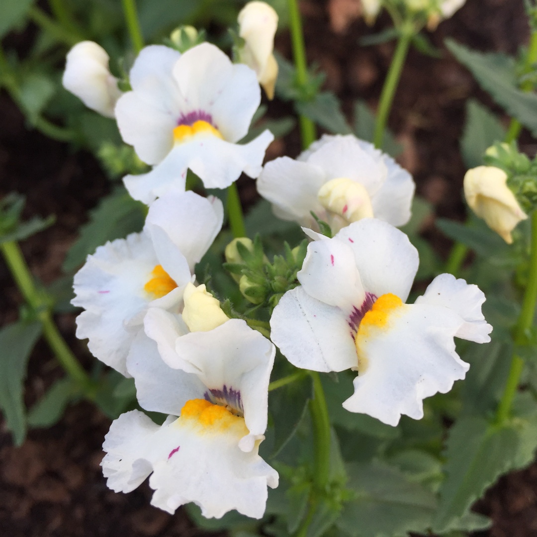 Nemesia fruticans Mareto White in the GardenTags plant encyclopedia Nemesia Mareto White in the GardenTags plant encyclopedia