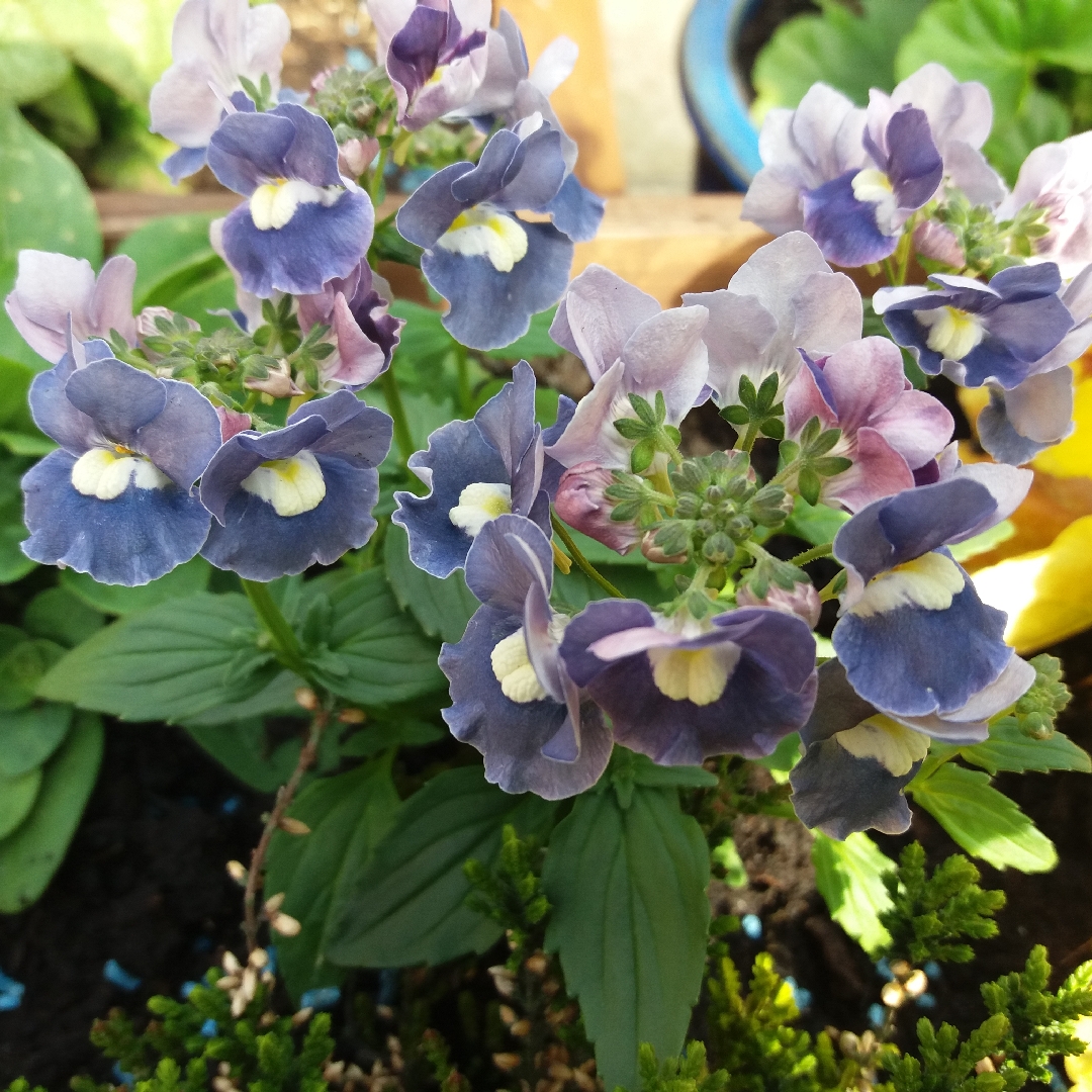 Nemesia Sunpeddle Blue Rose in the GardenTags plant encyclopedia Nemesia Sunpeddle Blue Rose in the GardenTags plant encyclopedia