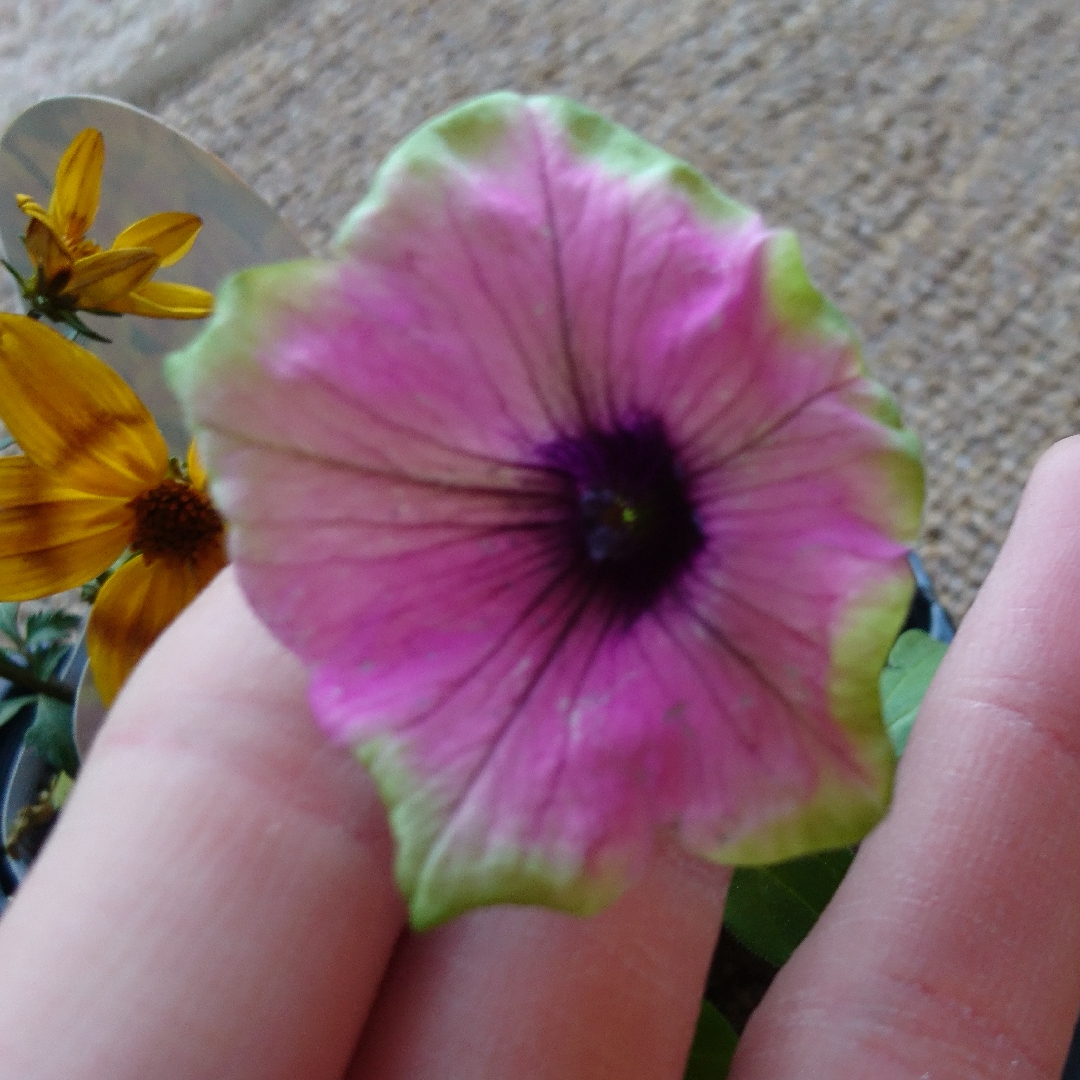Petunia Buzz Purple (Designer Series) in the GardenTags plant encyclopedia Petunia Buzz Purple in the GardenTags plant encyclopedia