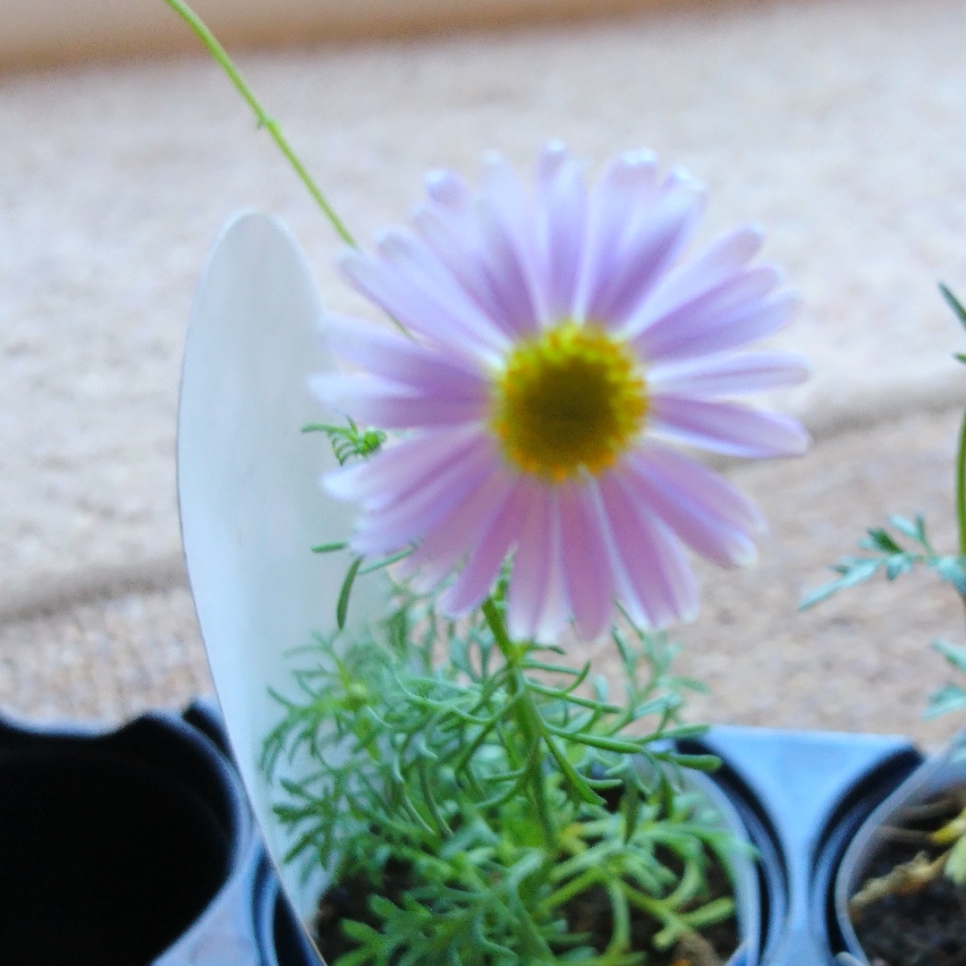 Brachyscome Royal Blue in the GardenTags plant encyclopedia Swan River Daisy Royal Blue in the GardenTags plant encyclopedia