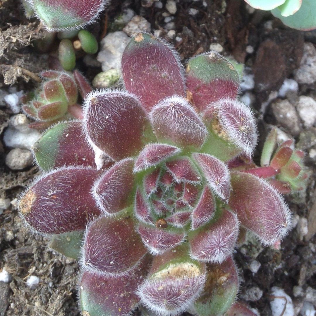 Sempervivum Pacific Rim in the GardenTags plant encyclopedia Sempervivum Pacific Rim in the GardenTags plant encyclopedia