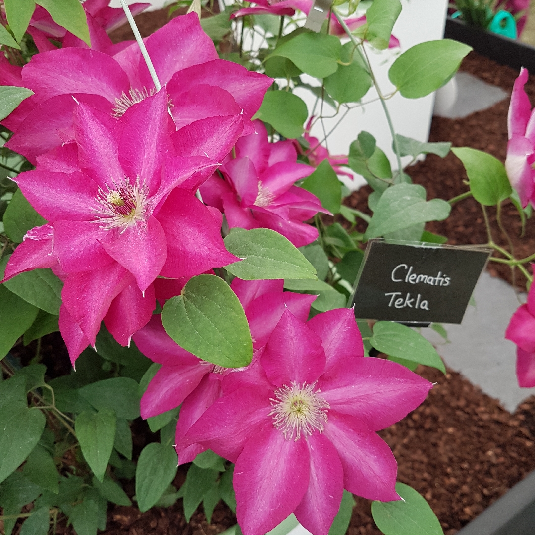 Clematis Tekla™ evipo069 in the GardenTags plant encyclopedia Clematis Tekla™ in the GardenTags plant encyclopedia