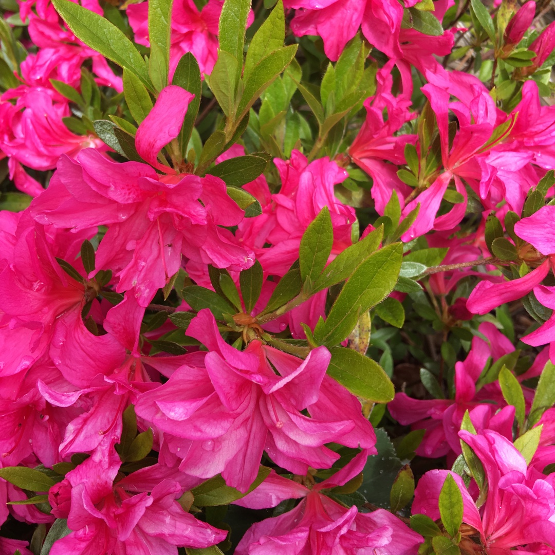 Rhododendron japonica Rosa King in the GardenTags plant encyclopedia Azalea Rosa King in the GardenTags plant encyclopedia