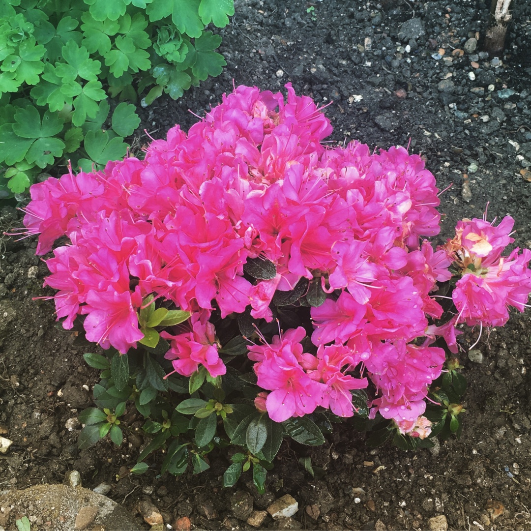 Rhododendron Japonica Pink Panther in the GardenTags plant encyclopedia Azalea Pink Panther in the GardenTags plant encyclopedia