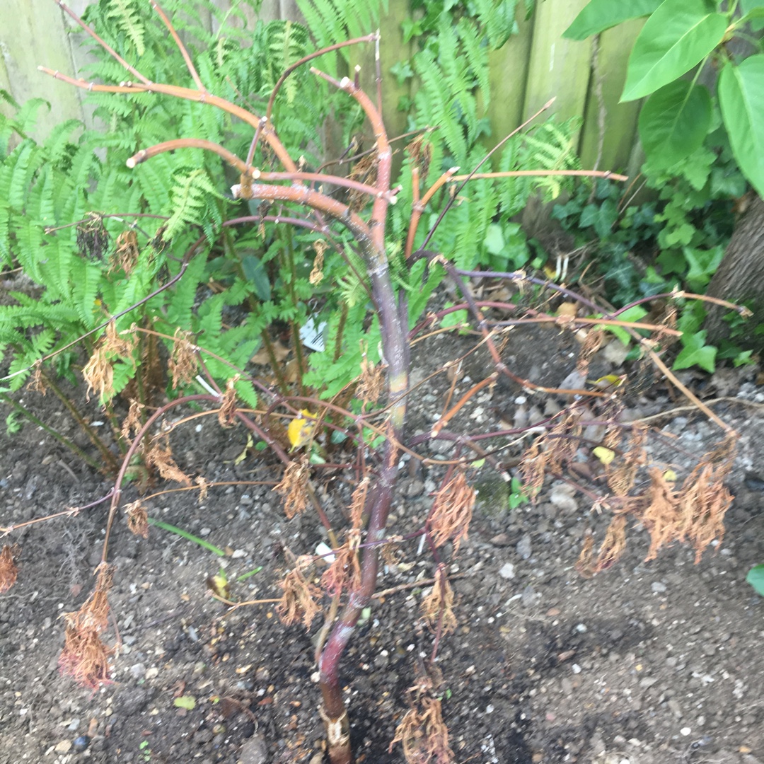 Acer palmatum Orangeola (Dissectum Group) syn. Acer palmatum var. dissectum Orangeola in the GardenTags plant encyclopedia Cut Leaf Japanese Maple Orangeola in the GardenTags plant encyclopedia