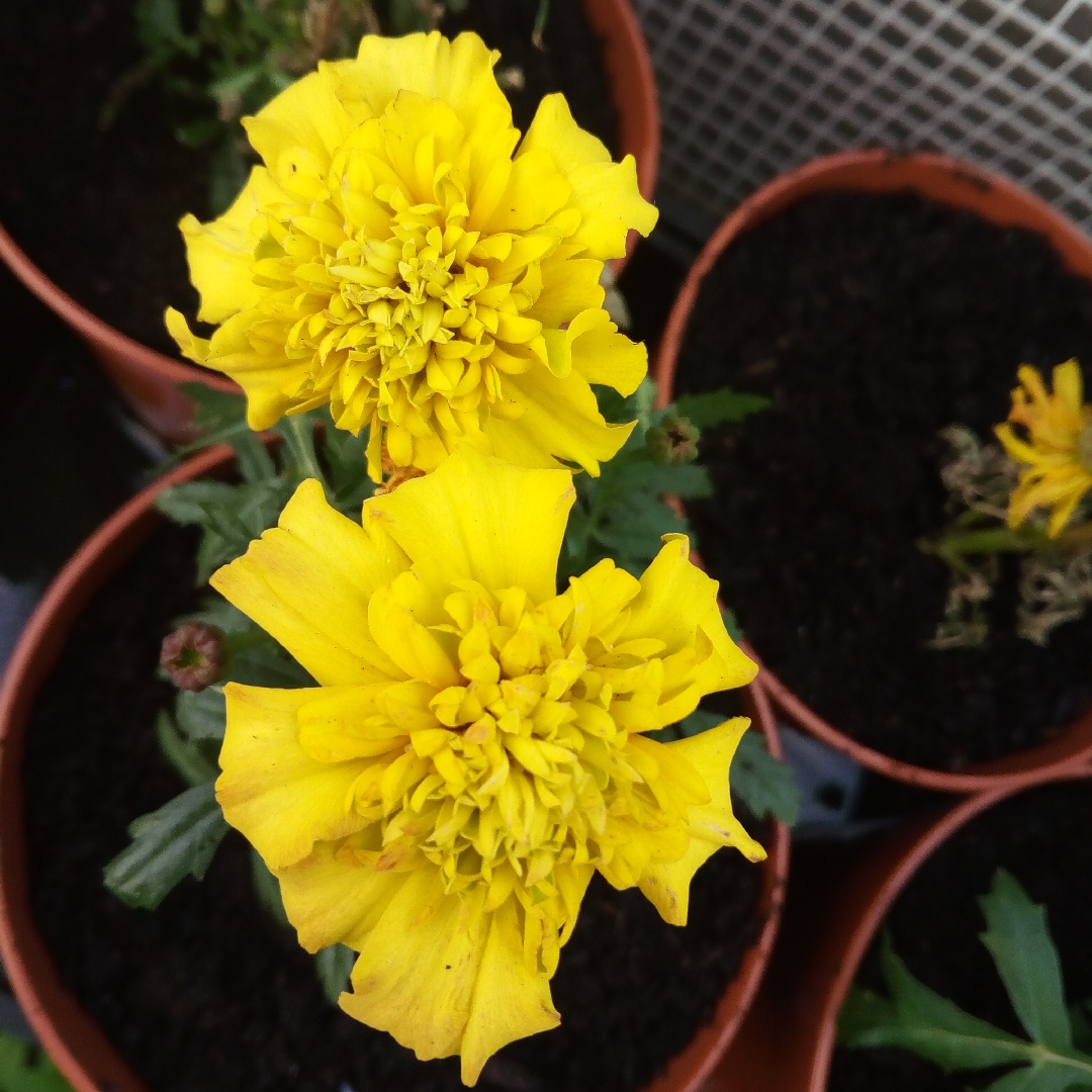 Tagetes patula Bonanza Yellow in the GardenTags plant encyclopedia French Marigold Bonanza Yellow in the GardenTags plant encyclopedia