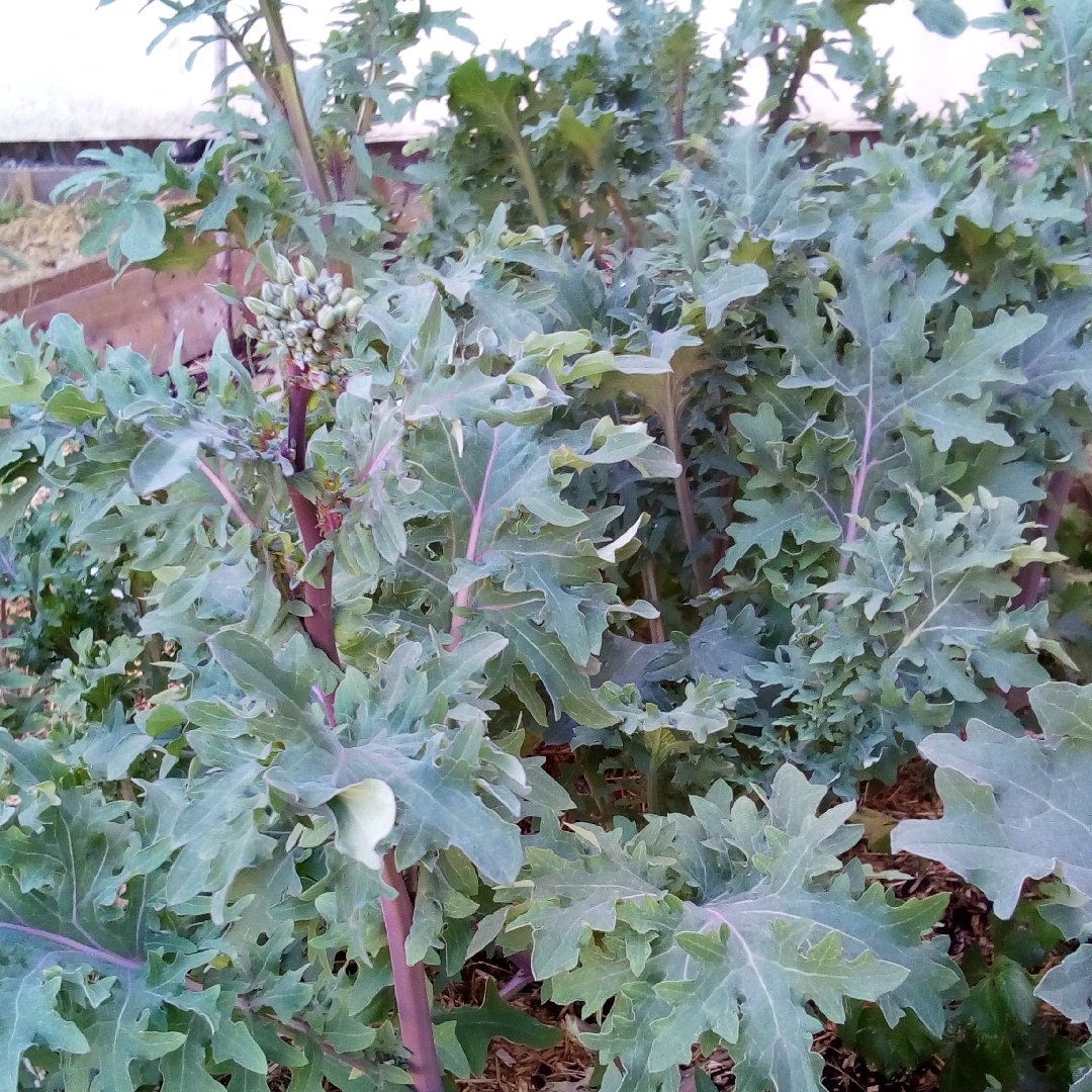 Brassica oleracea (Acephala Group) Red Ursa in the GardenTags plant encyclopedia Kale Red Ursa in the GardenTags plant encyclopedia