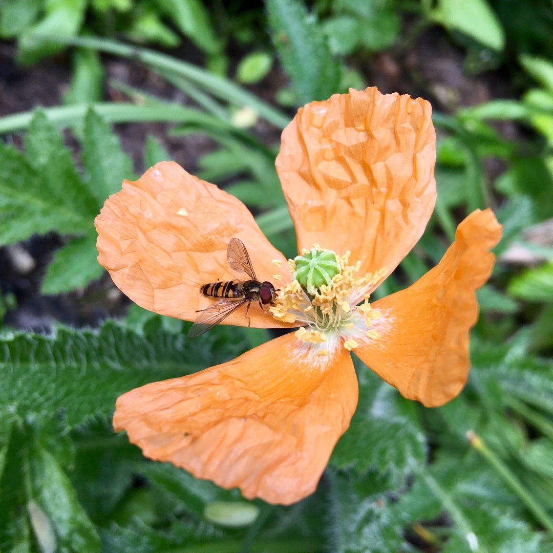 Papaver atlanticum in the GardenTags plant encyclopedia Atlantic Poppy in the GardenTags plant encyclopedia