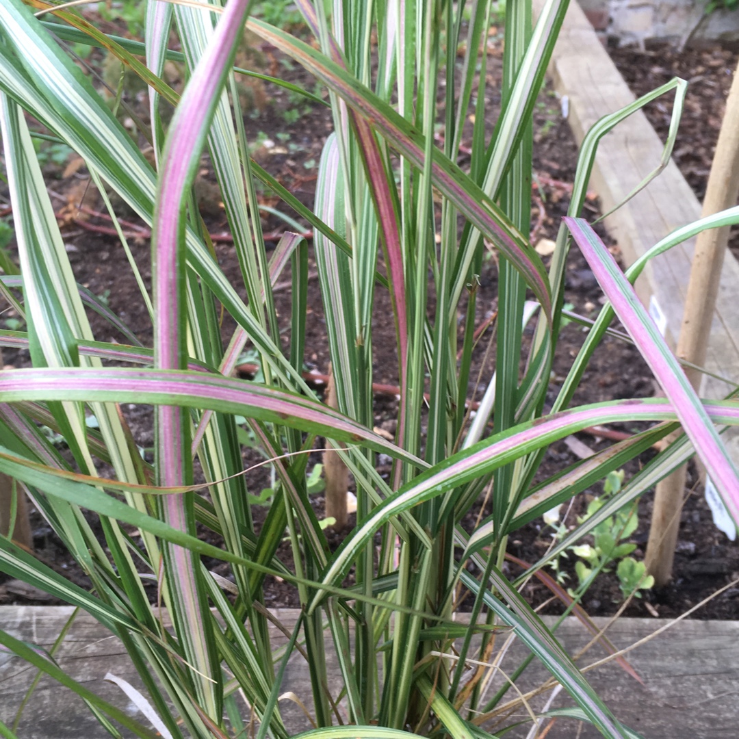 Calamagrostis Avalanche in the GardenTags plant encyclopedia Feather Reed Grass Avalanche in the GardenTags plant encyclopedia