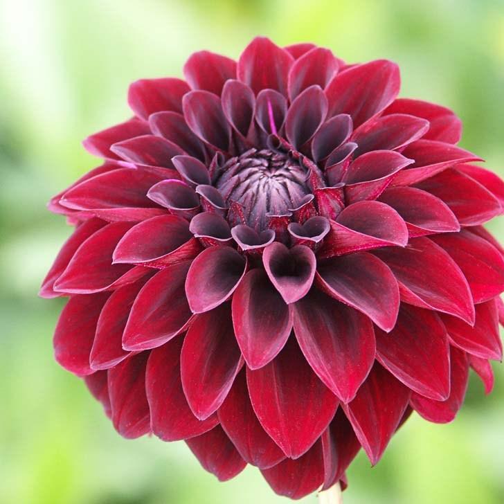 Dahlia Arabian Night in the GardenTags plant encyclopedia Dahlia Arabian Night (Decorative) in the GardenTags plant encyclopedia