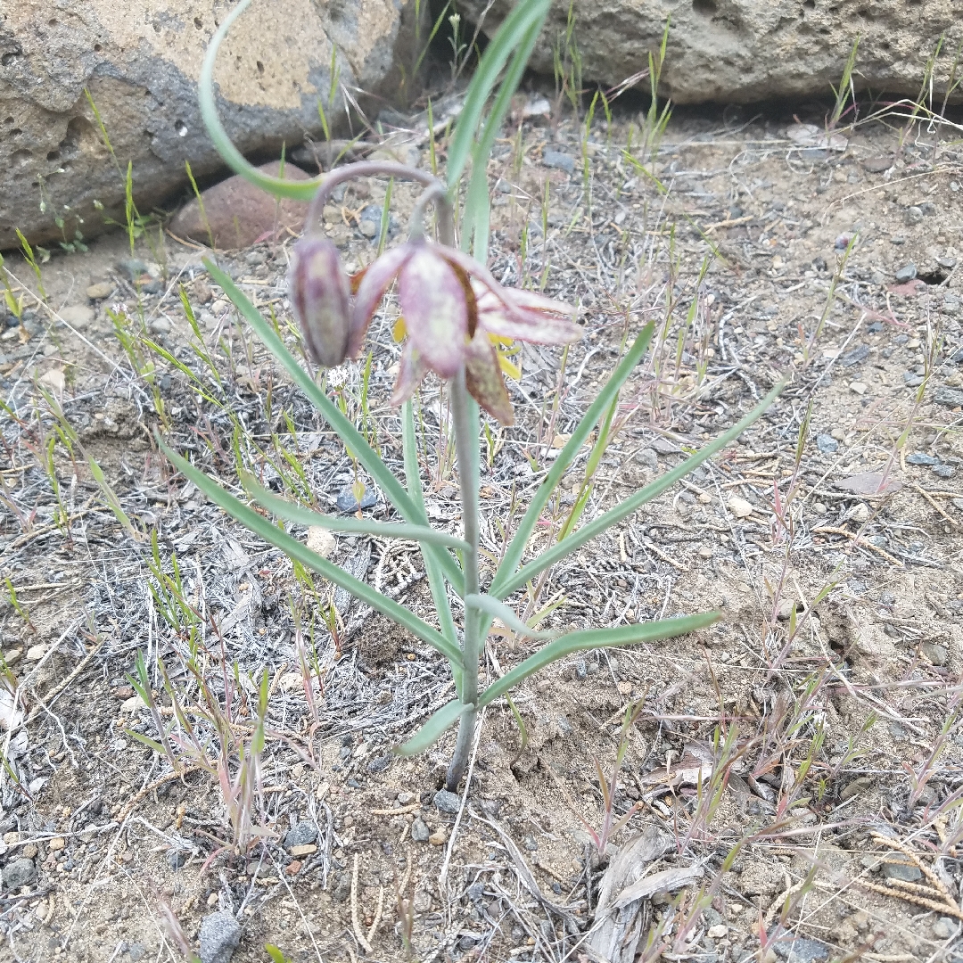 Fritillaria lanceolata syn. Feitillaria affinis in the GardenTags plant encyclopedia Chocolate Lily in the GardenTags plant encyclopedia