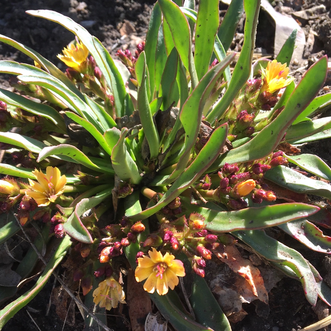 Lewisia Mango Bitterroot in the GardenTags plant encyclopedia Lewisia Mango in the GardenTags plant encyclopedia