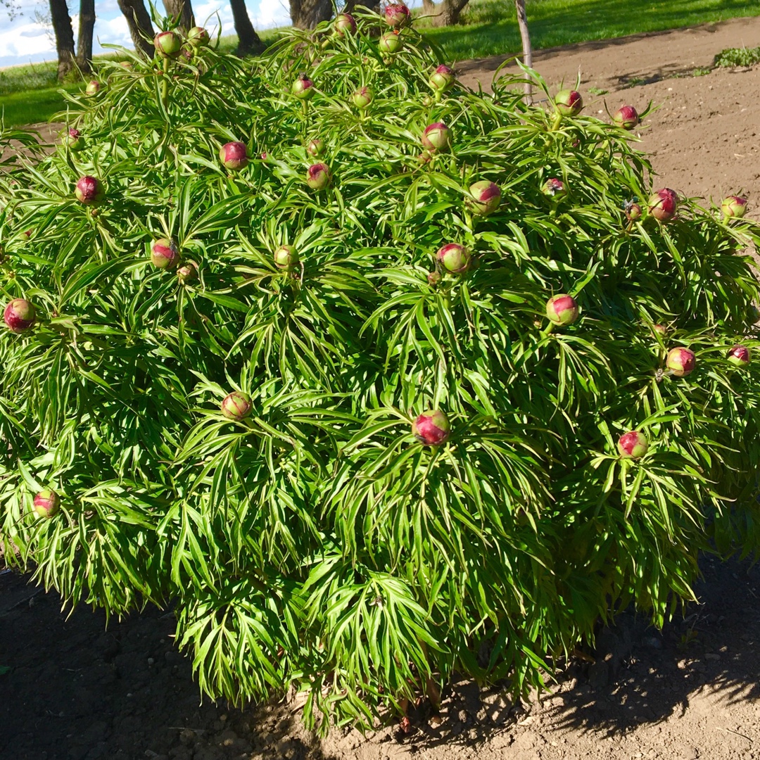 Paeonia Early Bird in the GardenTags plant encyclopedia Fern Leaf Peony Early Bird in the GardenTags plant encyclopedia