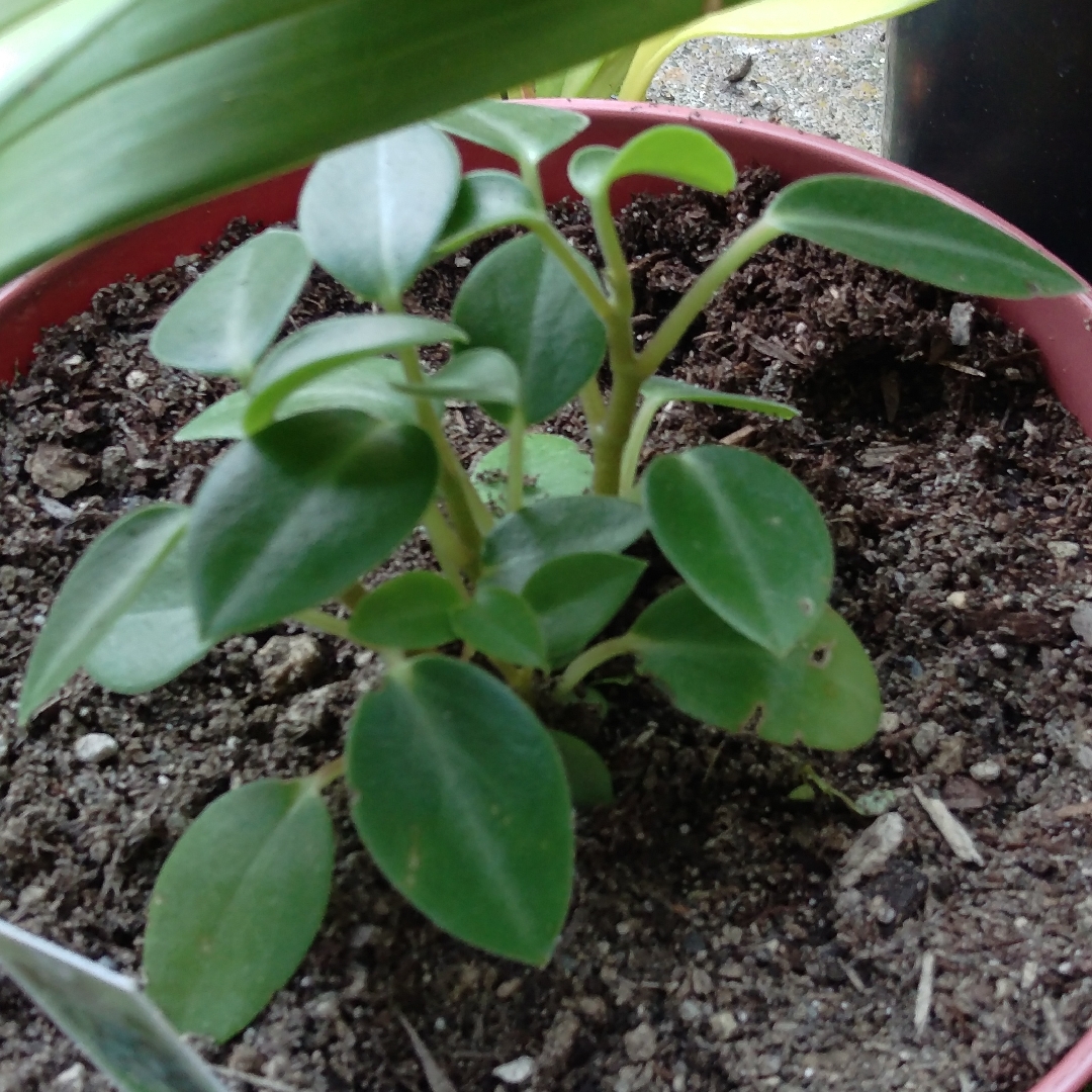 Peperomia blanda in the GardenTags plant encyclopedia Arid-Land Peperomia in the GardenTags plant encyclopedia
