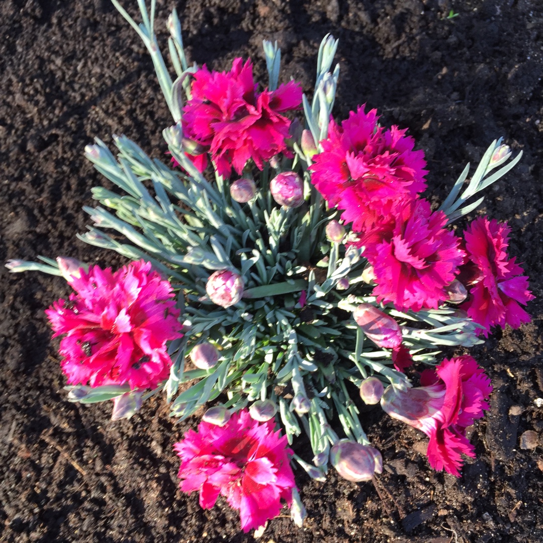 Dianthus Hybrid Starlette in the GardenTags plant encyclopedia Dianthus Starlette in the GardenTags plant encyclopedia